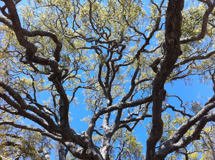 2013 CAFS Annual Meeting