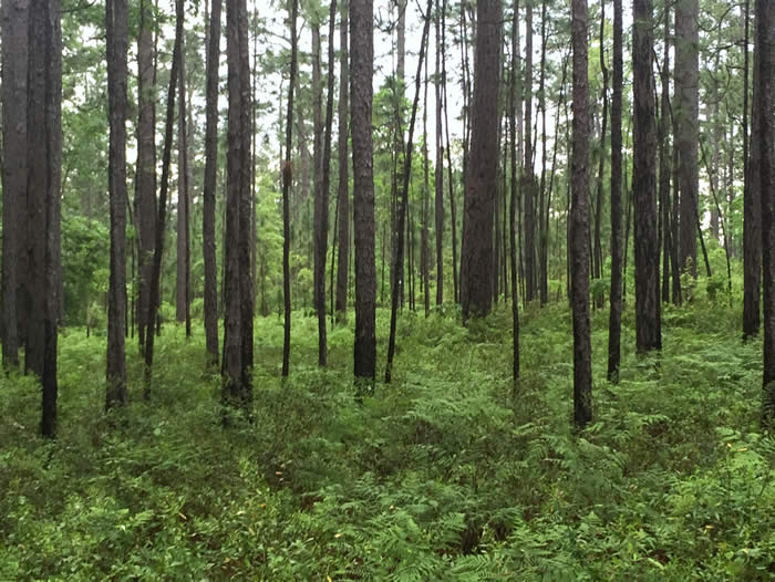 Escambia Experimental Forest